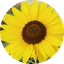 Close-up of bright yellow sunflower petals surrounding a dark brown seed head